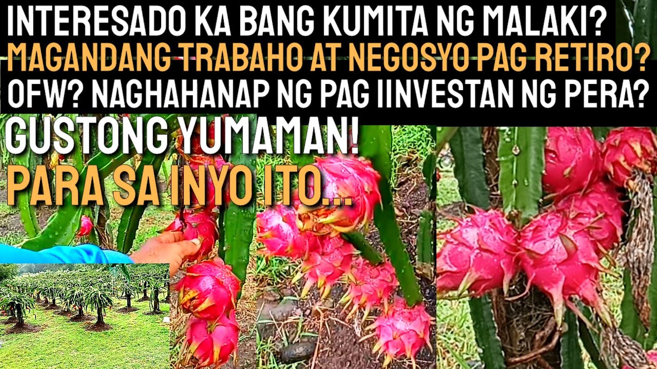 TANIM NA PINAKA MAGANDANG MAG INVEST - KIKITA KA NG MALAKI SA TANIM NA ITO | D' GREEN THUMB