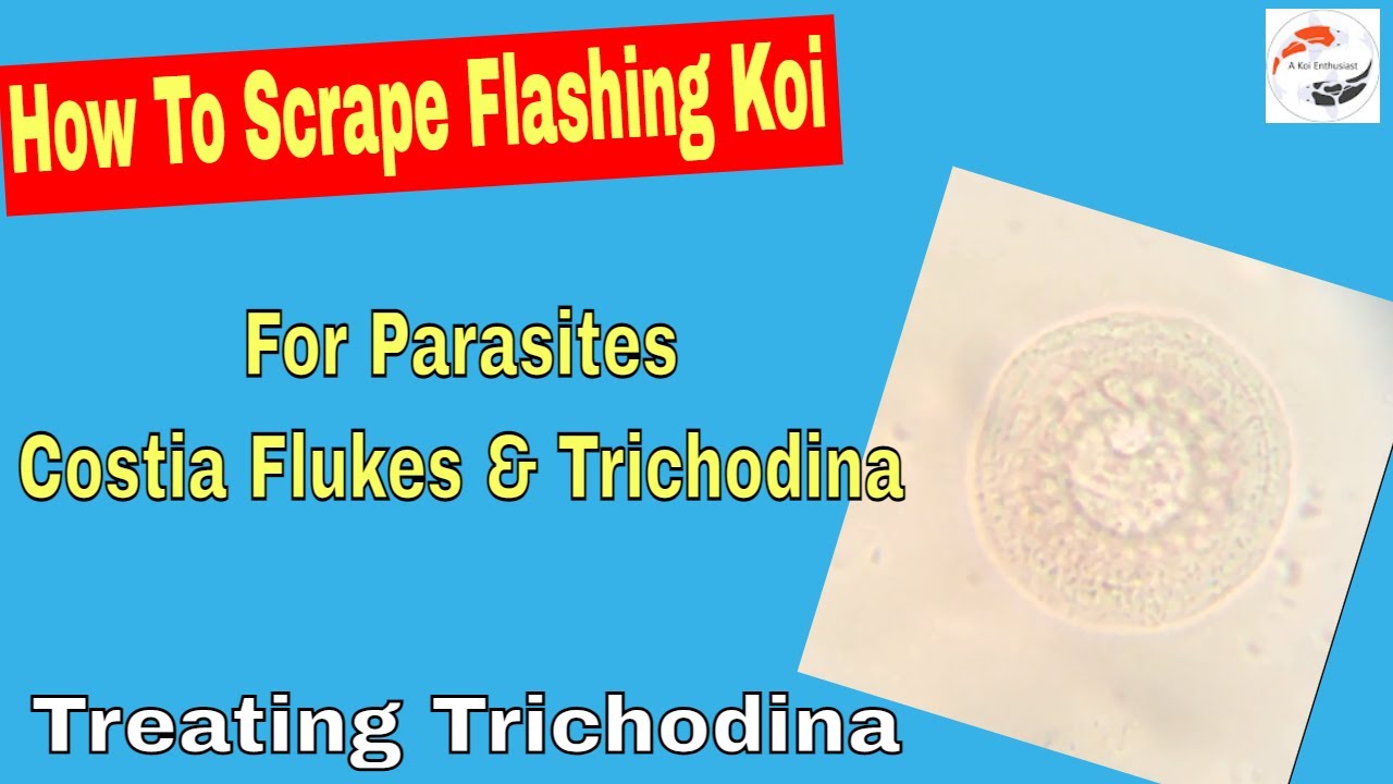 How To Scrape Flashing Koi For Parasites **Costia** **Flukes** **Trichodina** Treating Trichodina