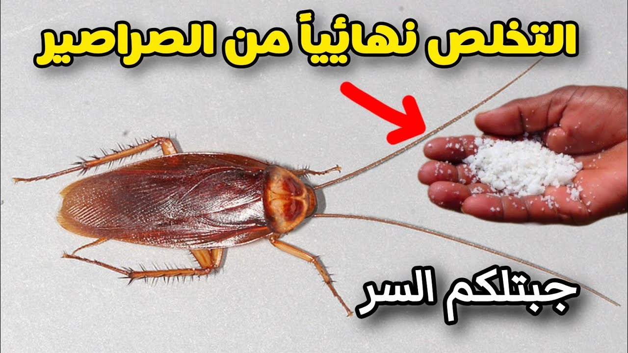 جربتي كل حاجة وما جبتش نتيجة‼️جبت لك الحل بمعلقة سحرية ‼️هي سر القضاء علي الصراصير‼️هينشف في مكانه
