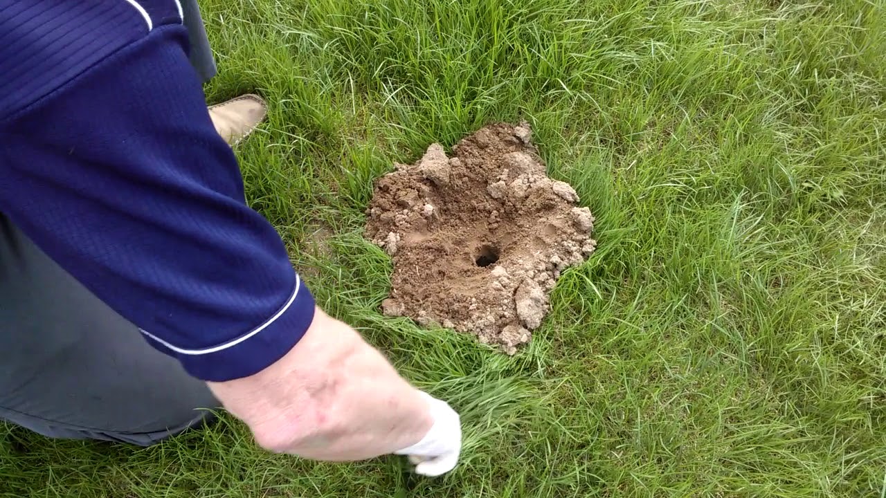 Likwidacja kret&oacute;w, metodą gazowania. Poprawna aplikacja preparatu.