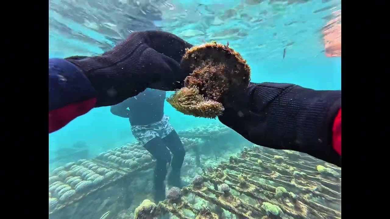バリ島サンゴファームで潜ってみた