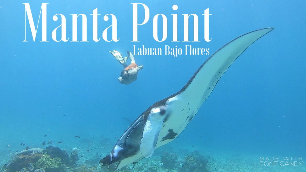 “MANTA POINT”Fun dive labuan bajo flores.