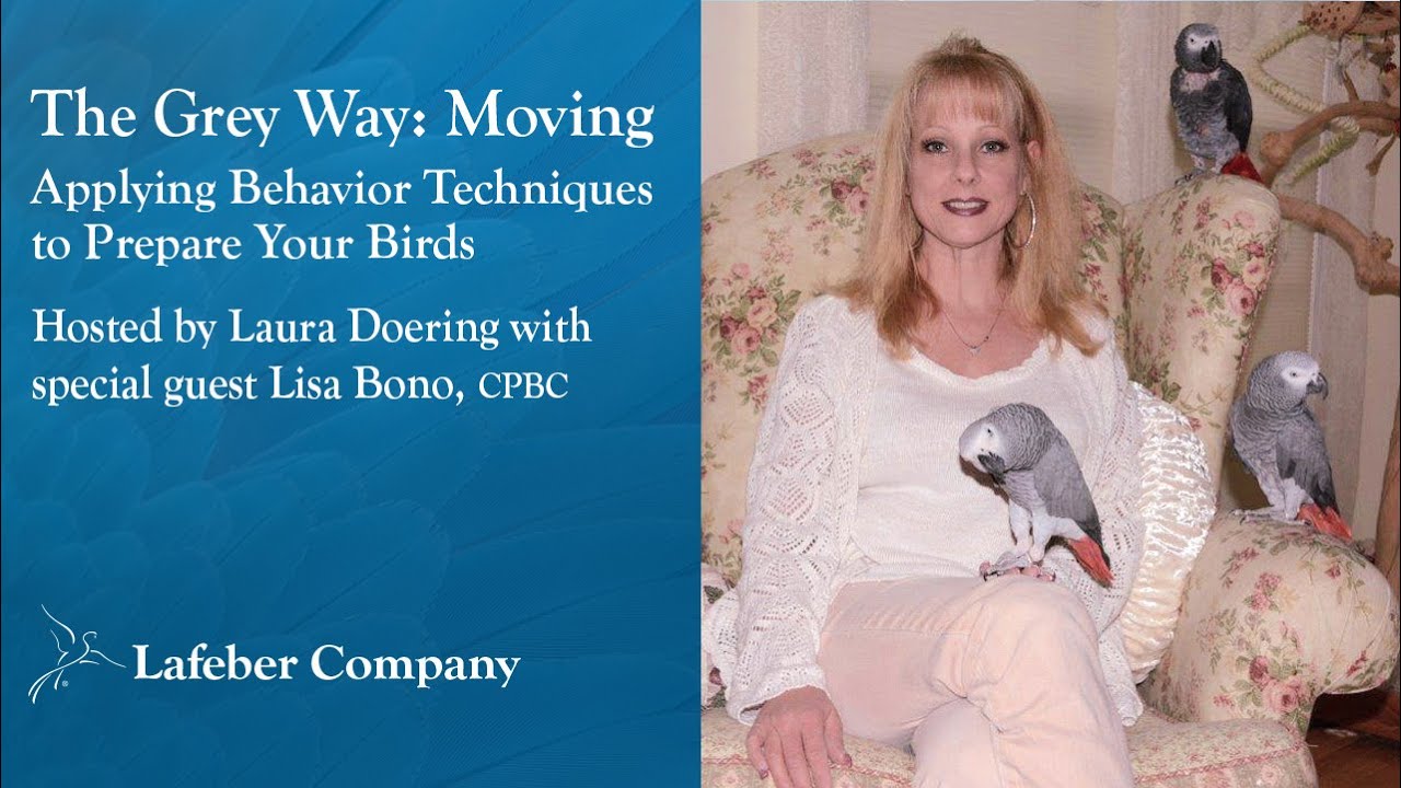 The Grey Way 27: Moving – Applying Behavior Techniques to Prepare Your Birds