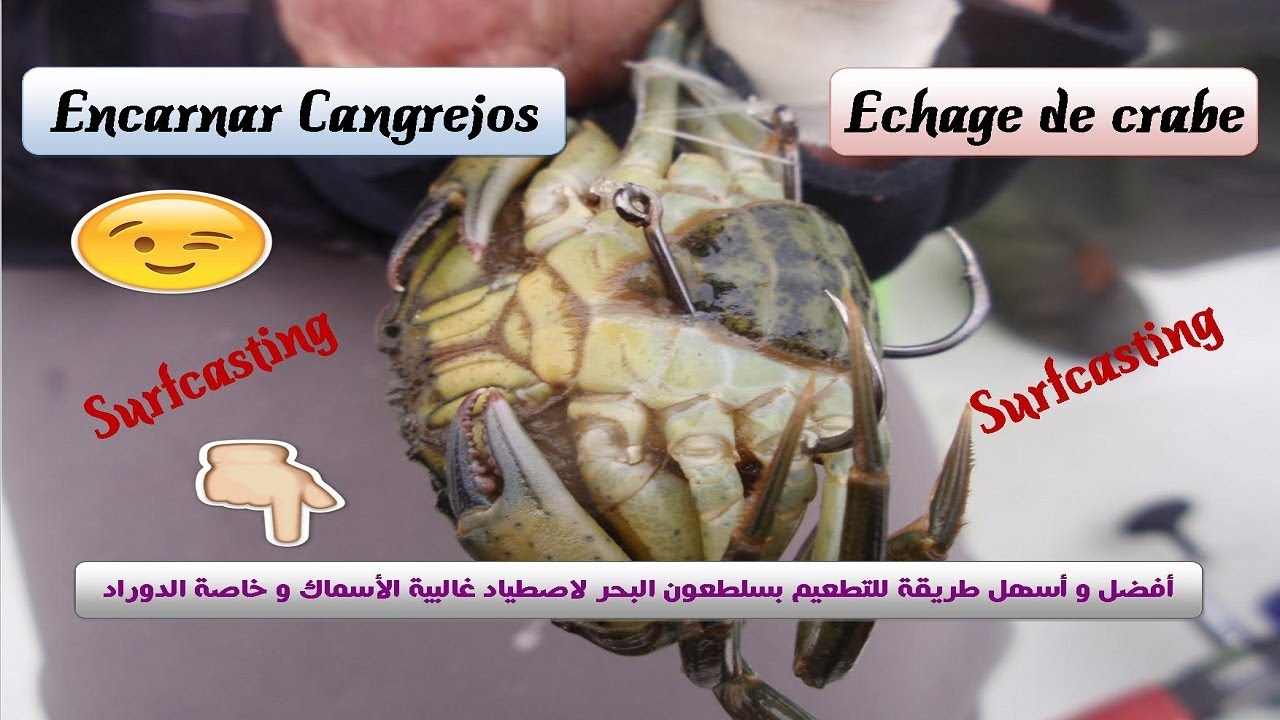 Eschage crabe | cangrejos | أسهل طريقة للتطعيم بسلطعون البحر
