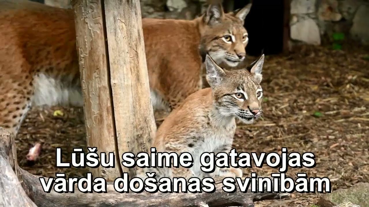 RigaZOO lūši