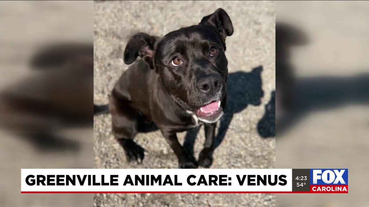 Four Legged Friends: Venus