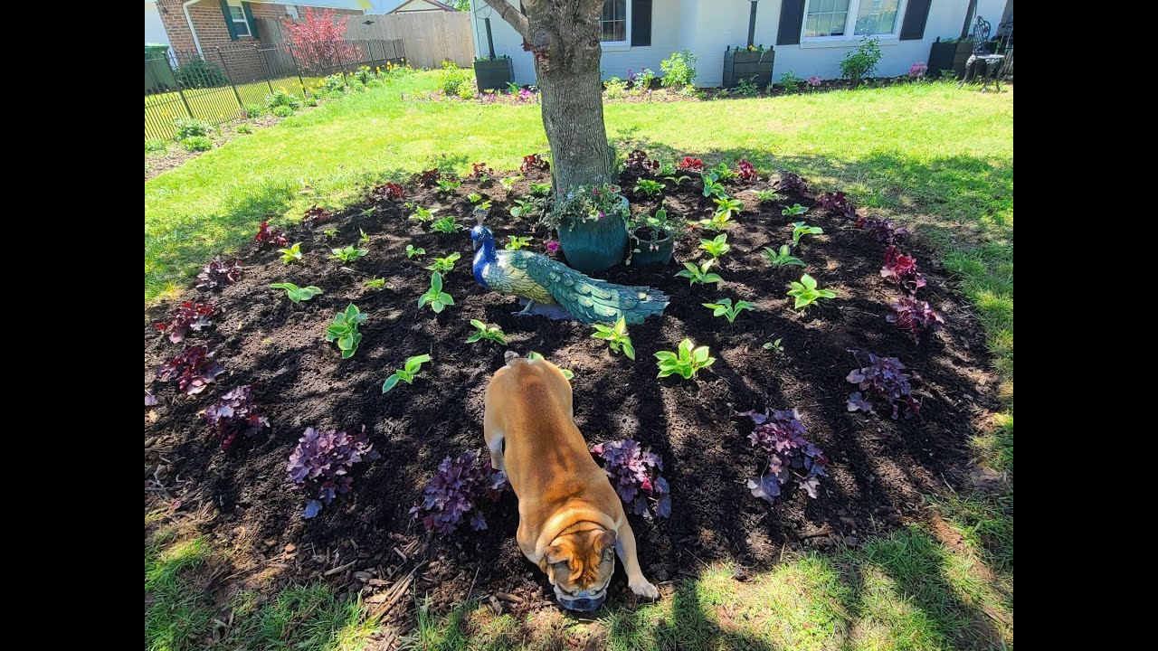 Planting Hostas and Heuchera or Coral Bells in the New Peacock Garden