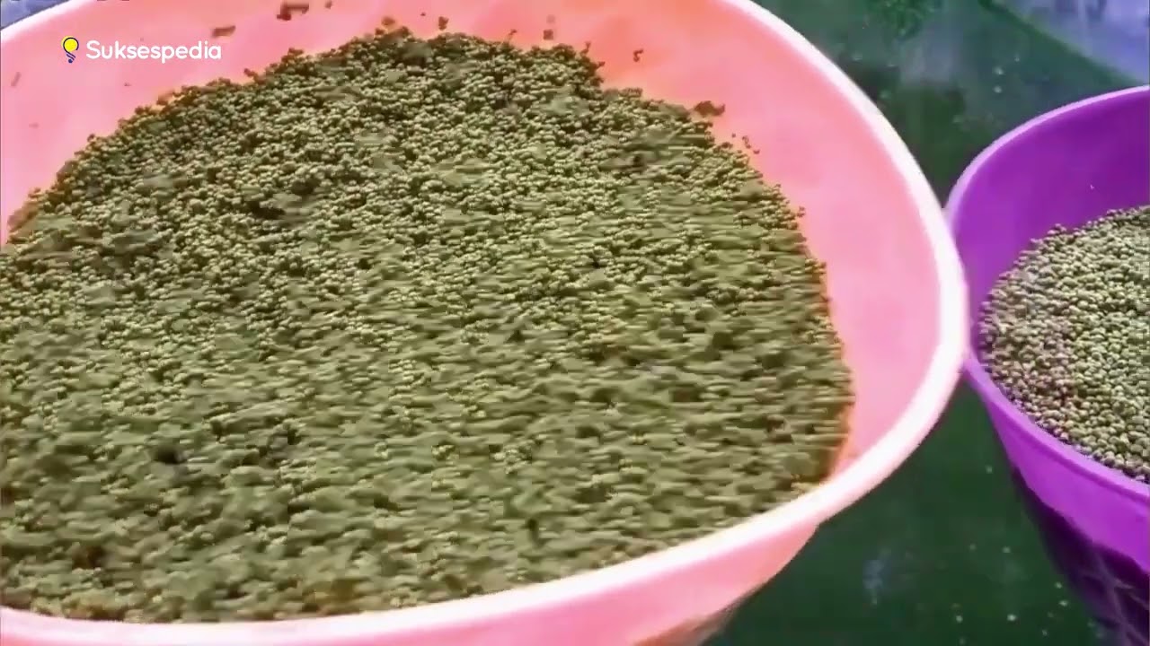 TEKNIK SUPAYA BUDIDAYA LELE TIDAK RUGI!