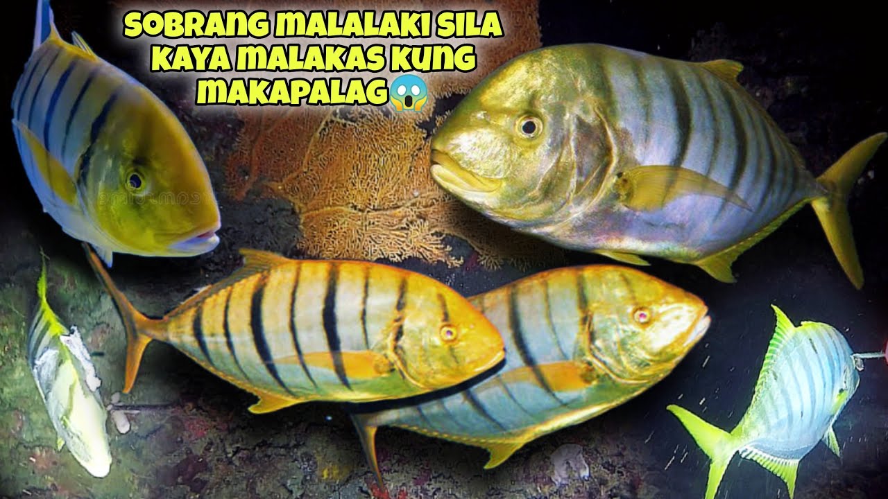 ep.374 DAMBUHALA SILA SA LAKI KAYA SOBRANG LAKAS KUNG MAKAPALAG😱 #fishing #fish #seafood #kapanatv