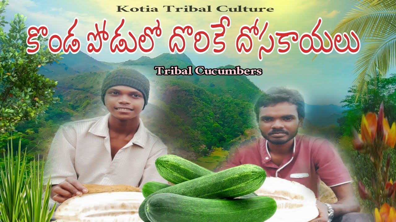 కొండ పోడులో దొరికే దొసకాయలు the surreal  world of tribal cucumbers #kotiatribalculture