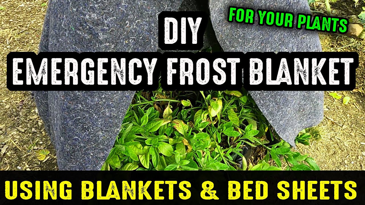 A Quick Emergency Frost Blanket For Your Plants Using Blankets & Bed Sheets You Already Have On Hand