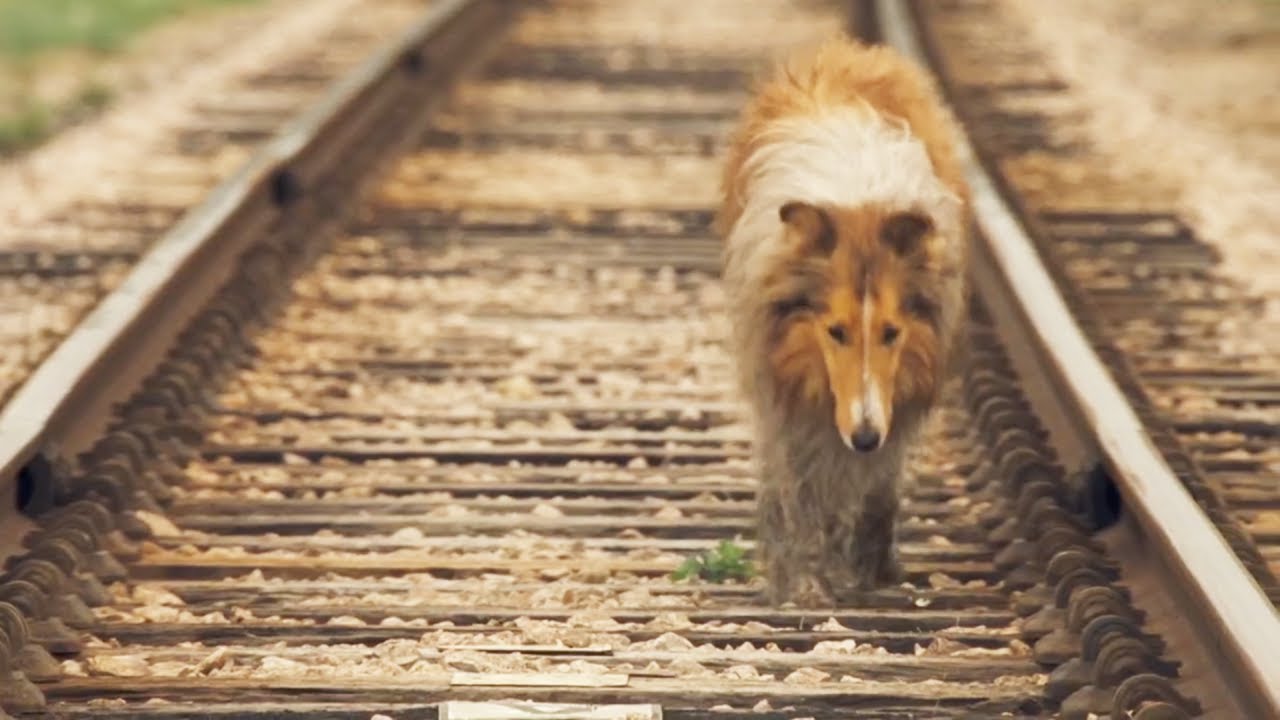 A POOR DOG who travels 400 MILES to Reunite with His OWNER