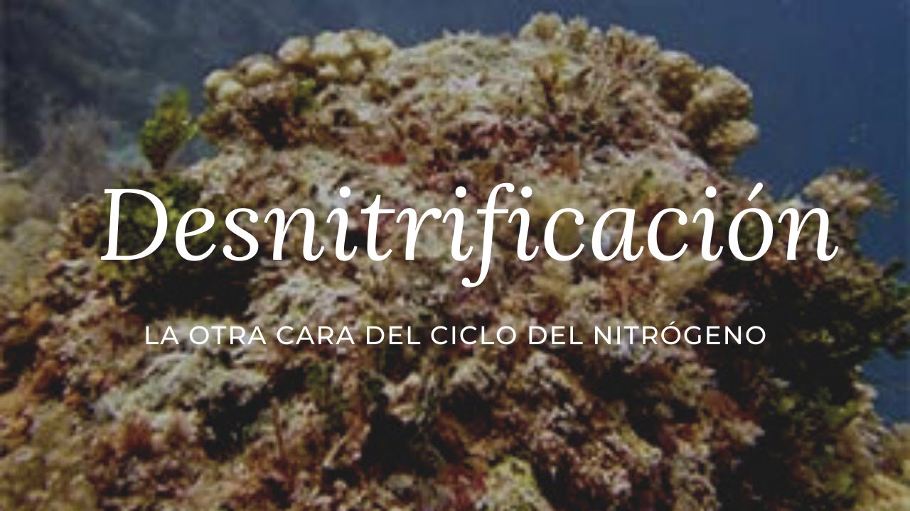 Desnitrificación