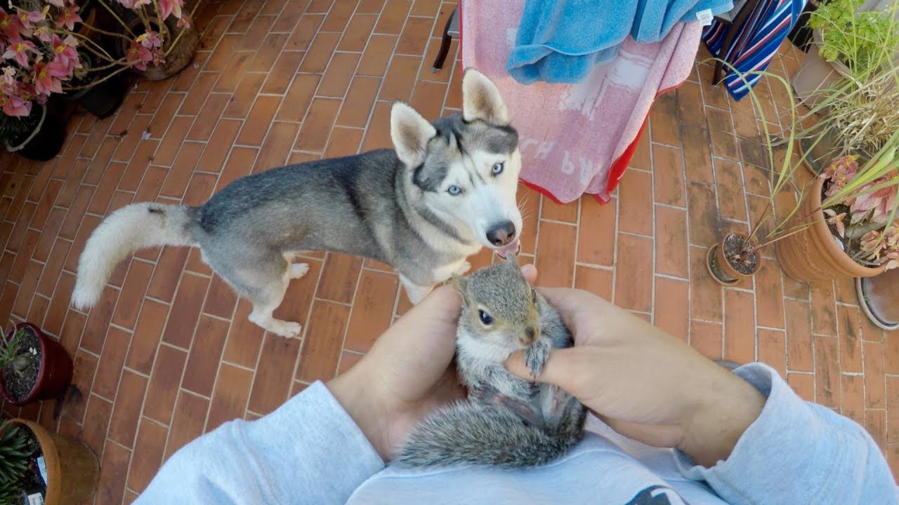 Husky REALLY Wants to Meet Baby Squirrel! Friends?!
