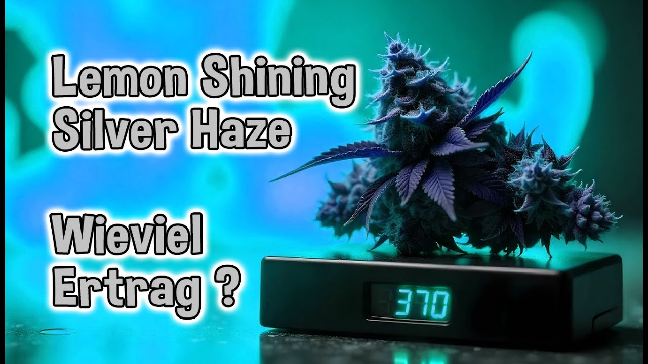 Yield of Lemon Shining Silver Haze