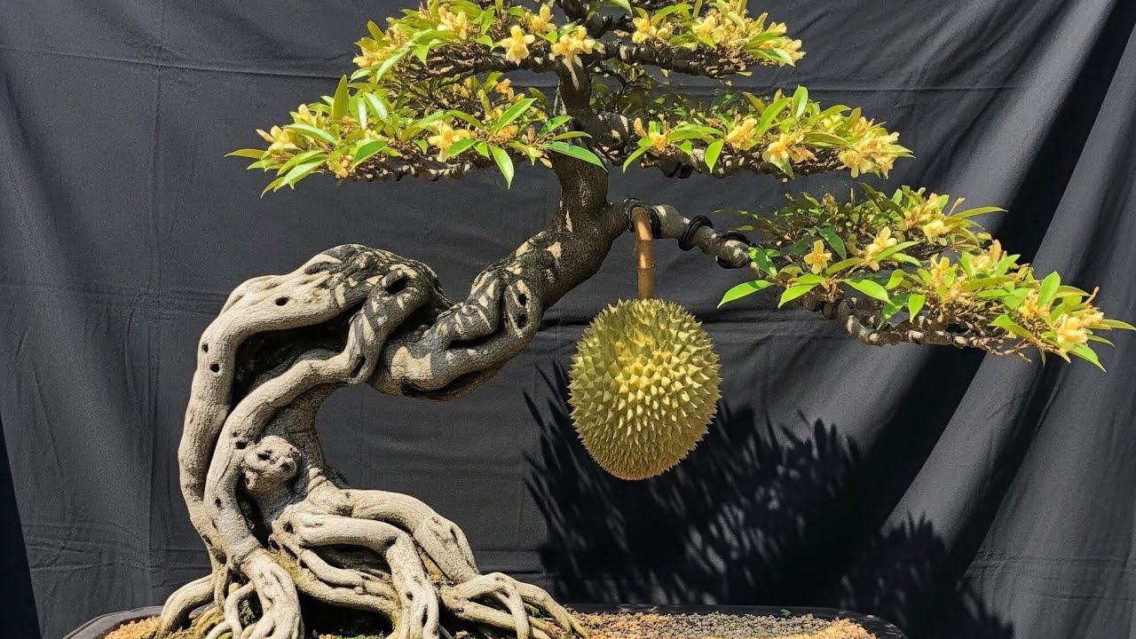 Extremely beautiful international-class bonsai art works worth collecting and learning#shortvideo 