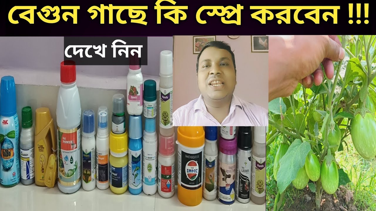 বেগুন গাছে ছত্রাকনাশক, কীটনাশক, ভিটামিন, হরমোন ব্যবহার করার সঠিক নিয়ম//Brinjal Cultivation 💯