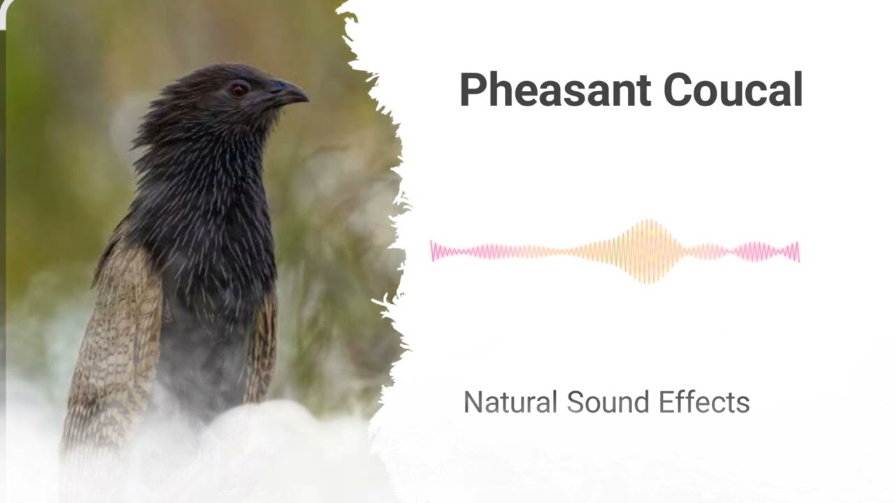 Pheasant Coucal | The Natural Sound Effects