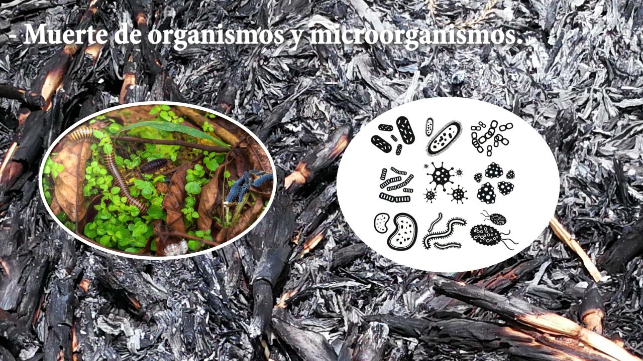 Mejoramiento de contenido de materia org&aacute;nica en el suelo