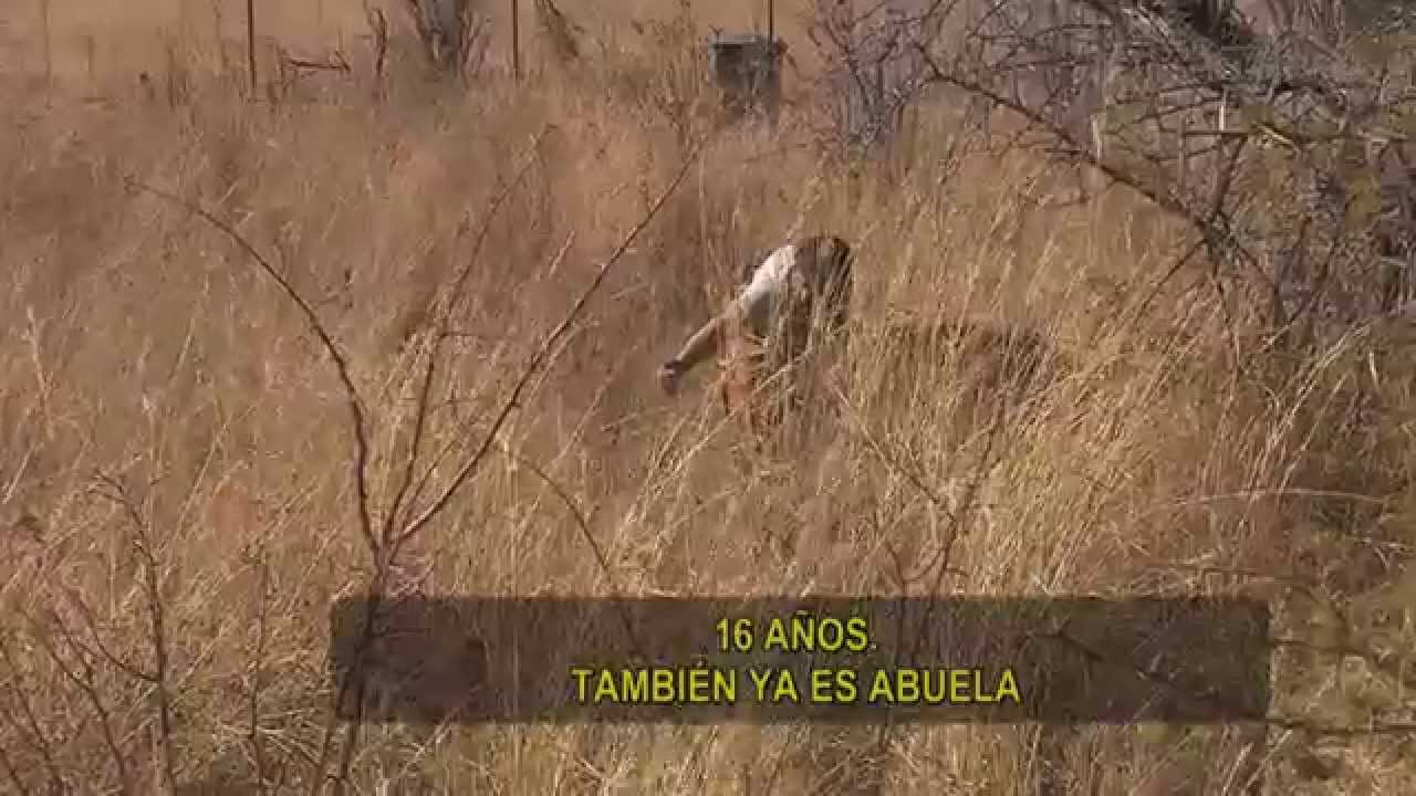 Telenoche - Corazón de León - Parte IV (Final)