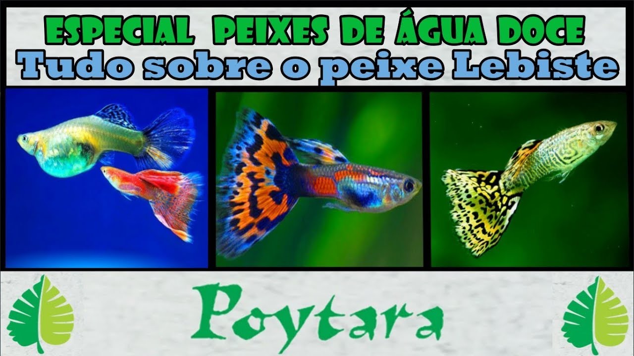 Tudo sobre o peixe Lebiste  Especial Peixes de  Água Doce
