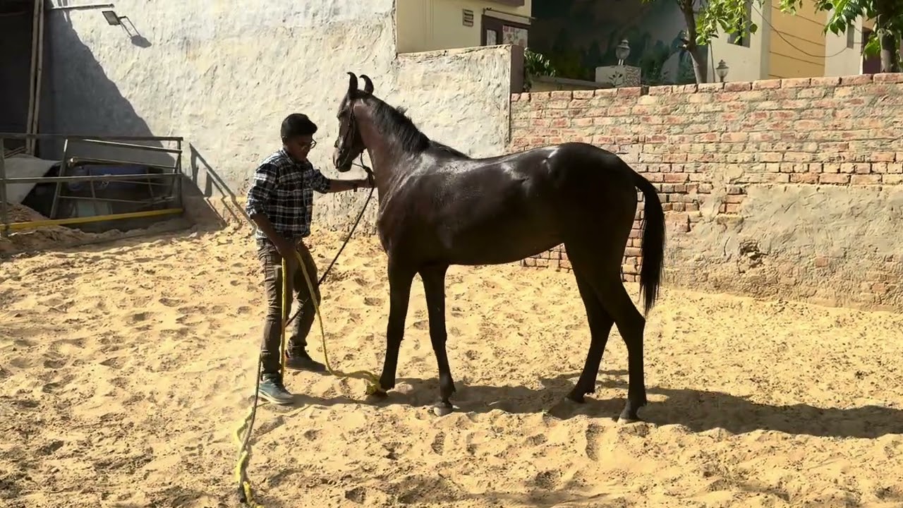 how to train a horse for Farrier job