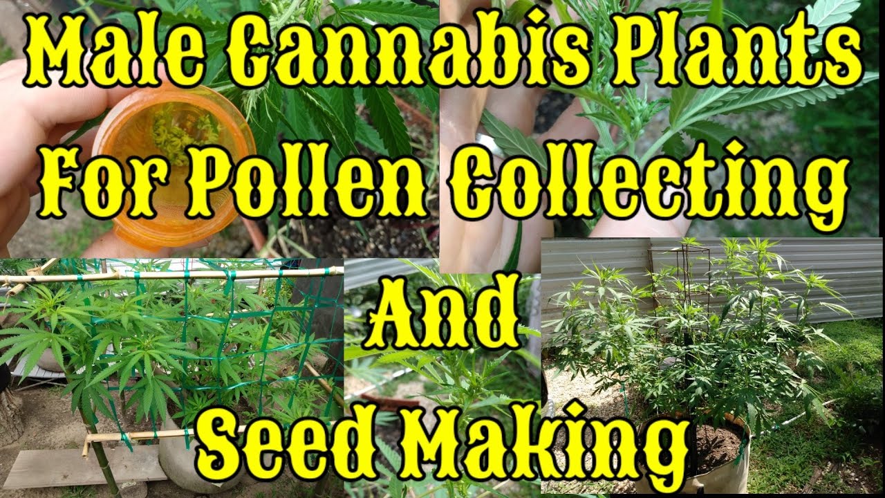 Male Cannabis Plants For Pollen Collecting And Seed Making