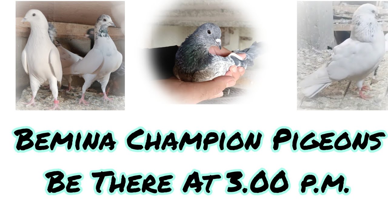 Kabootaro Ka Shouq Kashmir Sey Bemina Champion Pigeons.