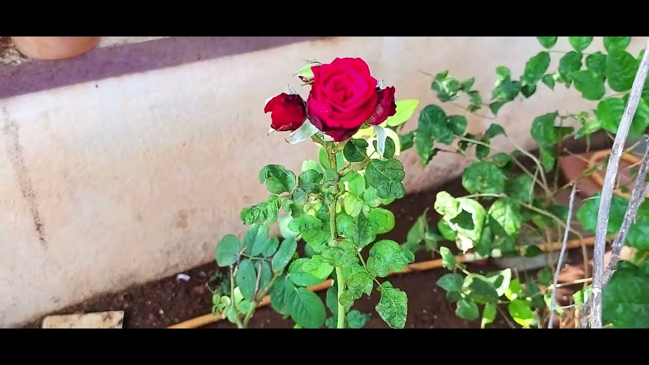 ##_Beautiful plants ☘️☘️_##