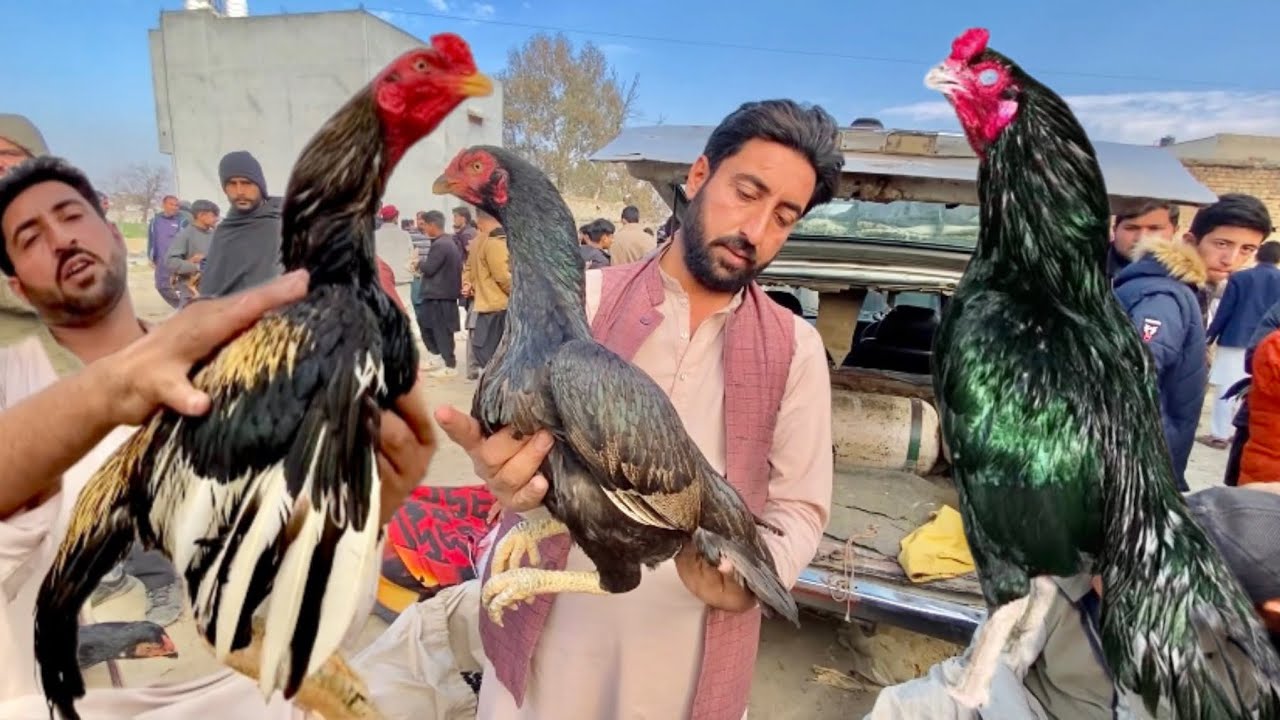 Haripur murgha mandi ma aseel madiyan Aagyin |cheap rates |aseel murga Mandi 