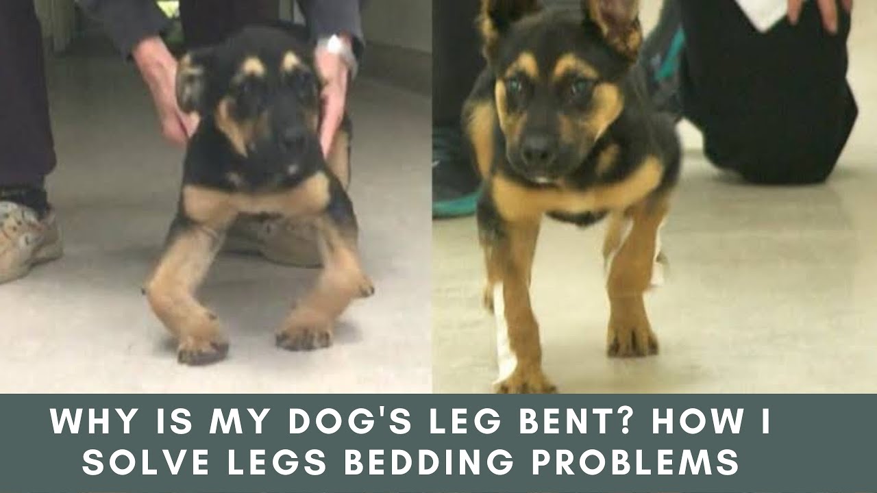 Dogs की leg Bending को कैसे Solve करे ???? 😰 देखो पुरी Video📷