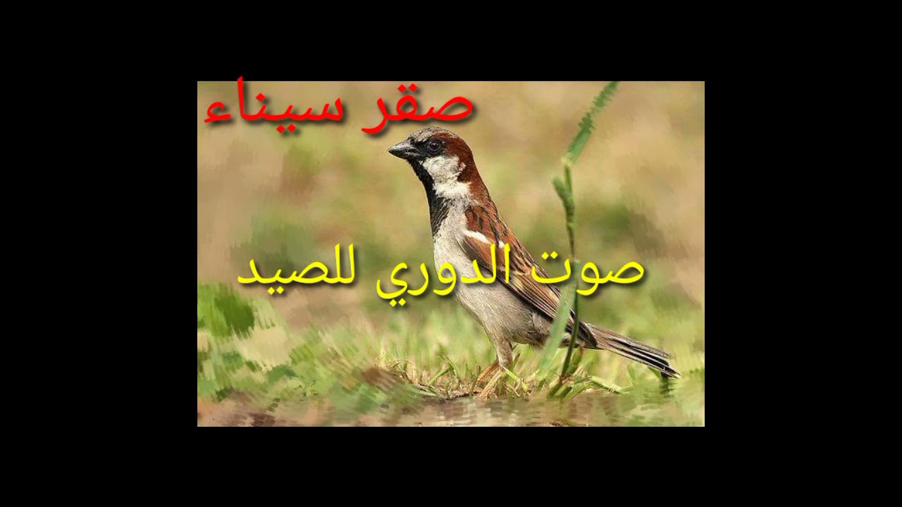 صوت الدوري للصيد لن تندم علي تجريبه