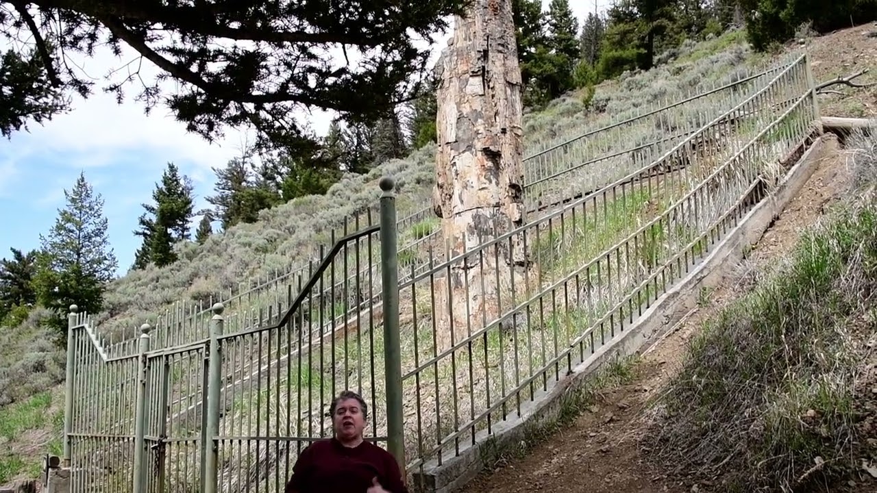Wyoming-- Yellowstone-- Petrified Tree
