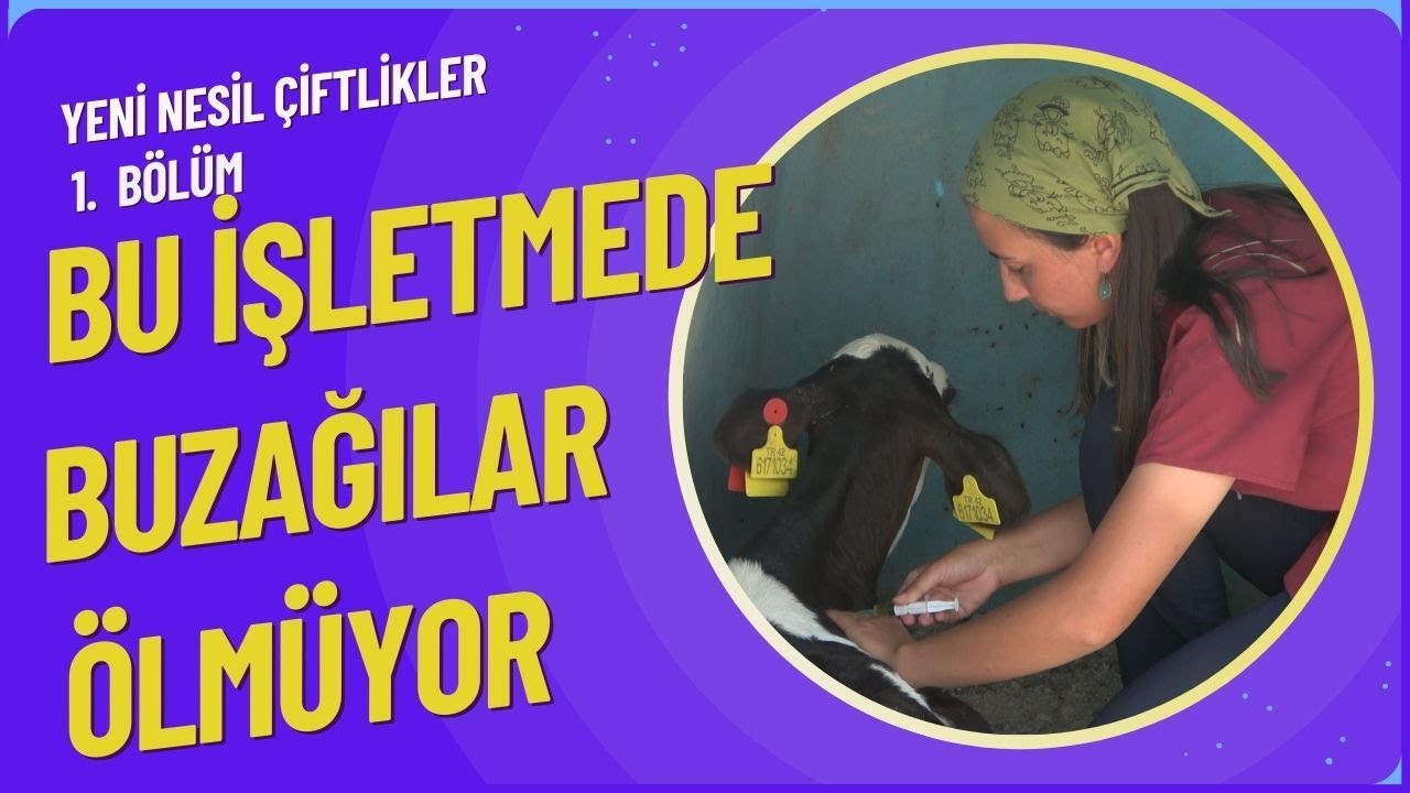 Buzağıların ölmemesi için Kolostrum ve özel Karışım