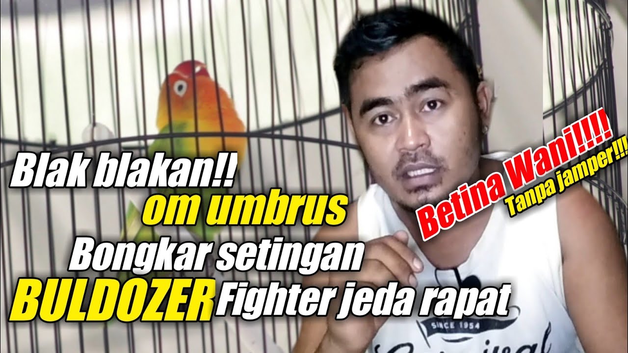 cara setingan lovebird fighter jeda rapat dan berdurasi