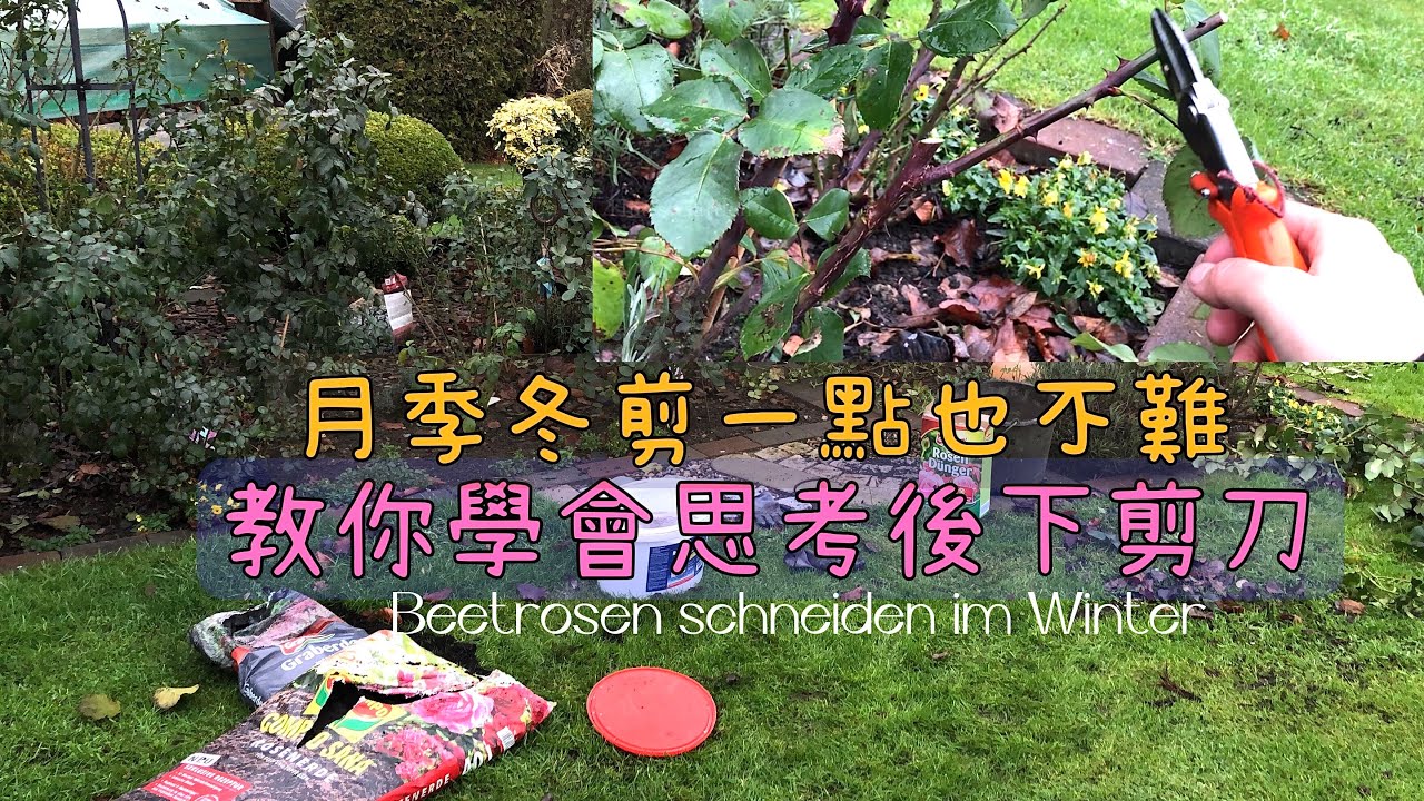 灌木丰花月季冬季修剪/不同的品种该剪多少留多少/注意事项和要点/明年的月季长势好与坏就看这一季/多棵月季实例详解操作/07.12.2022