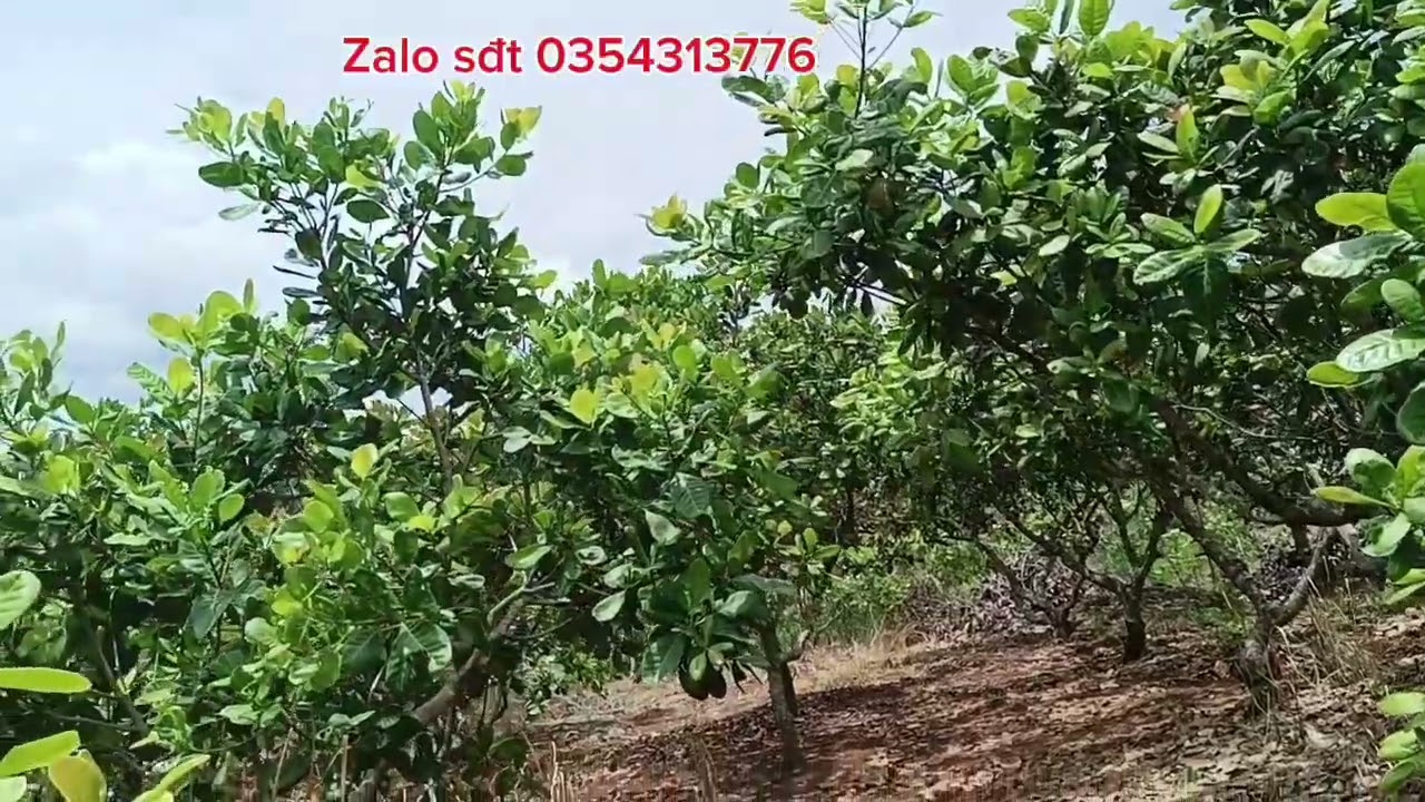 Mảnh vườn rẻ bất ngờ,170 m vieu suối #bds #nhadat #nhadatbinhphuoc 