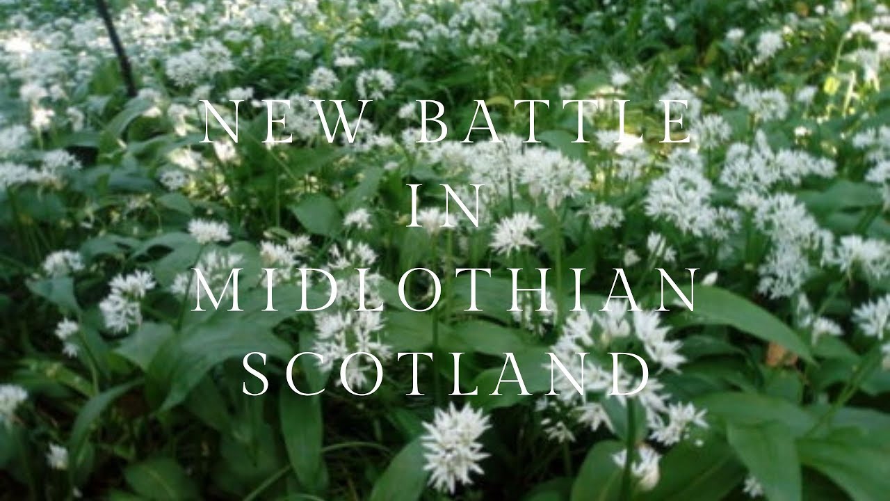 Foraging for Wild Garlic in New Battle Scotland [Part 1] | Foraging Vlog