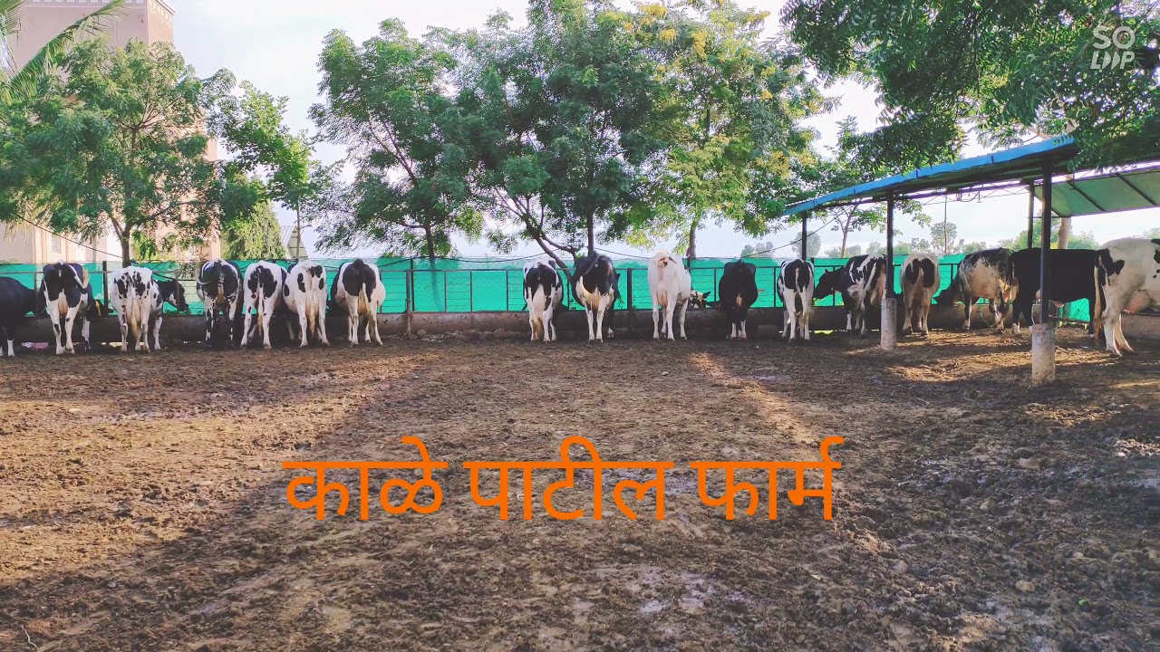 आदर्श मुक्त गोठा