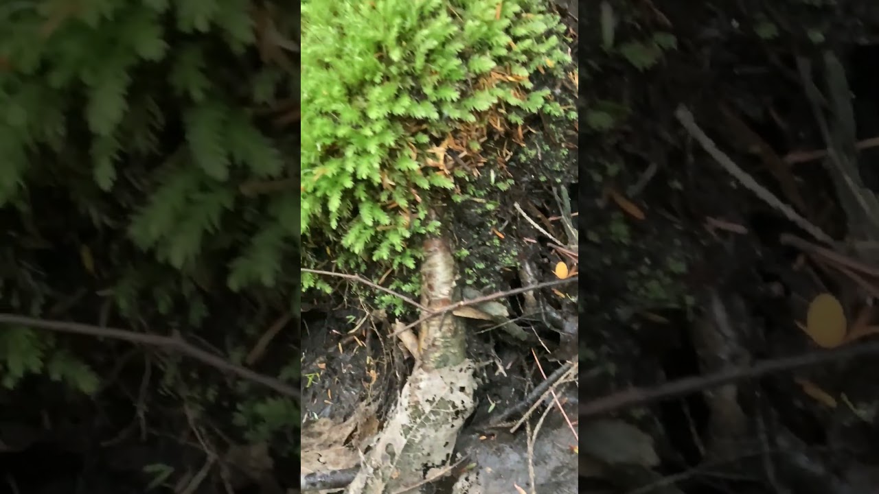 Moss and #bog #torch #fungi #fungus $novascotia