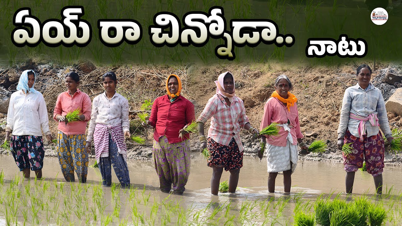 వరి నాట్లు దగ్గర పల్లె పాటలు | Woman Farmers Singing Songs While Planting Paddy #kammanimuchatlu