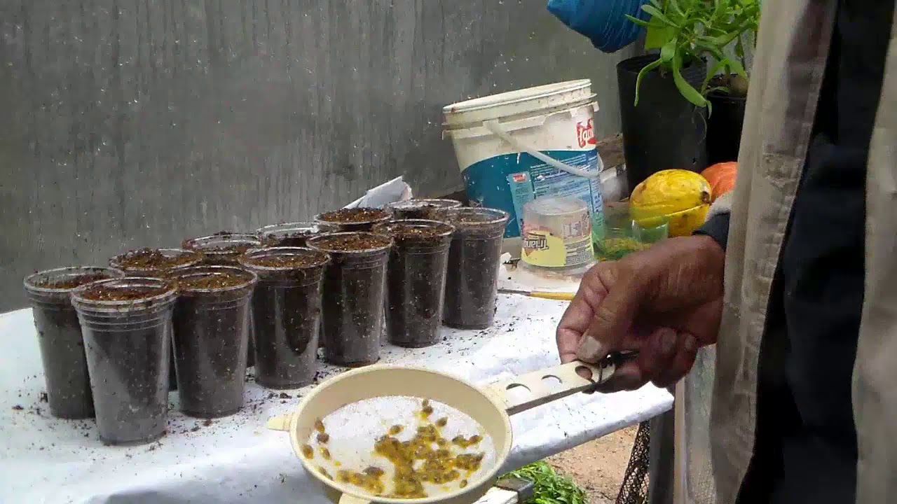Maracujá como fazer mudas passo a passo