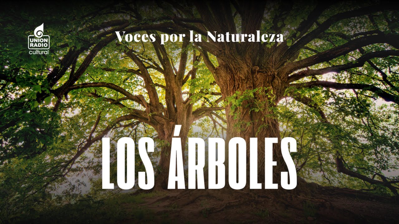 ¿Sabías que en Venezuela tenemos casi 5 mil especies de árboles?