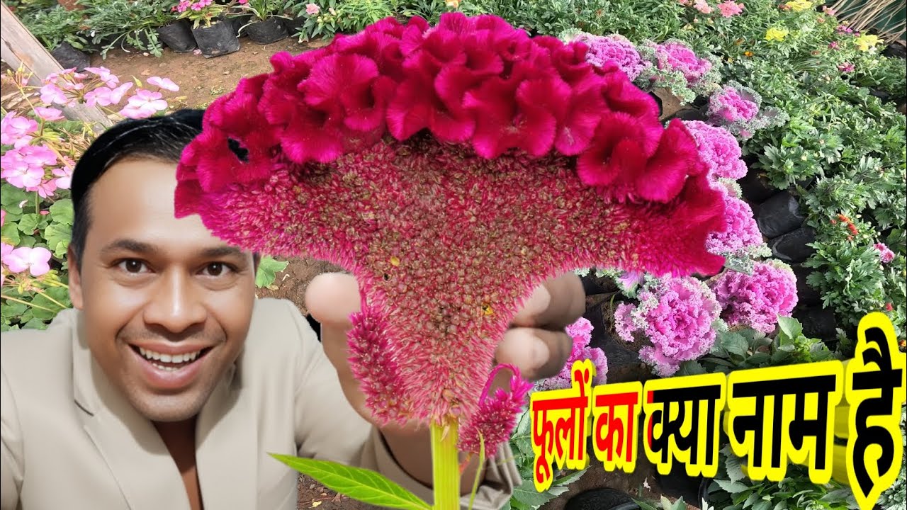 फूलों का क्या नाम है 🌺 फूलों की जानकारी फूलों के नाम वीडियो #spcity #vlog #food #video #travel 