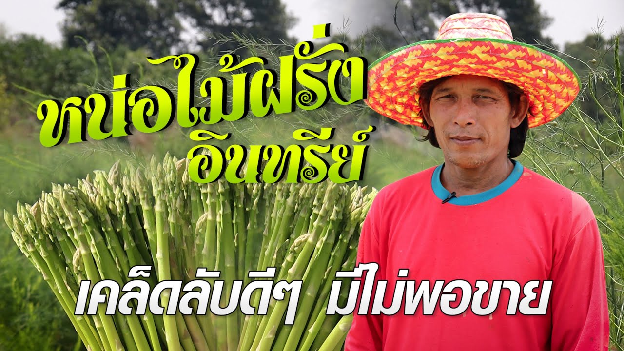 หน่อไม้ฝรั่งอินทรีย์ เคล็ดลับดีๆ มีไม่พอขาย #เกษตรอารมณ์ดี