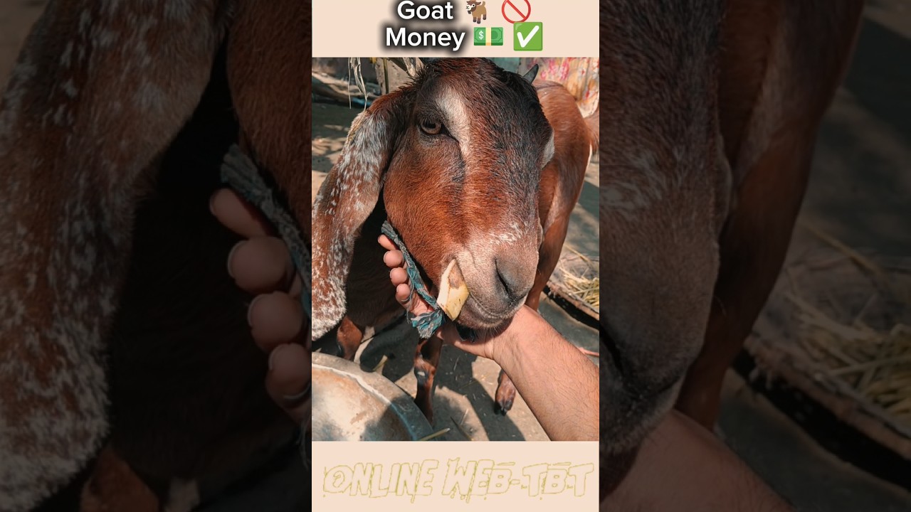 Goat 🐐 =  Money 💰∆§ || 
