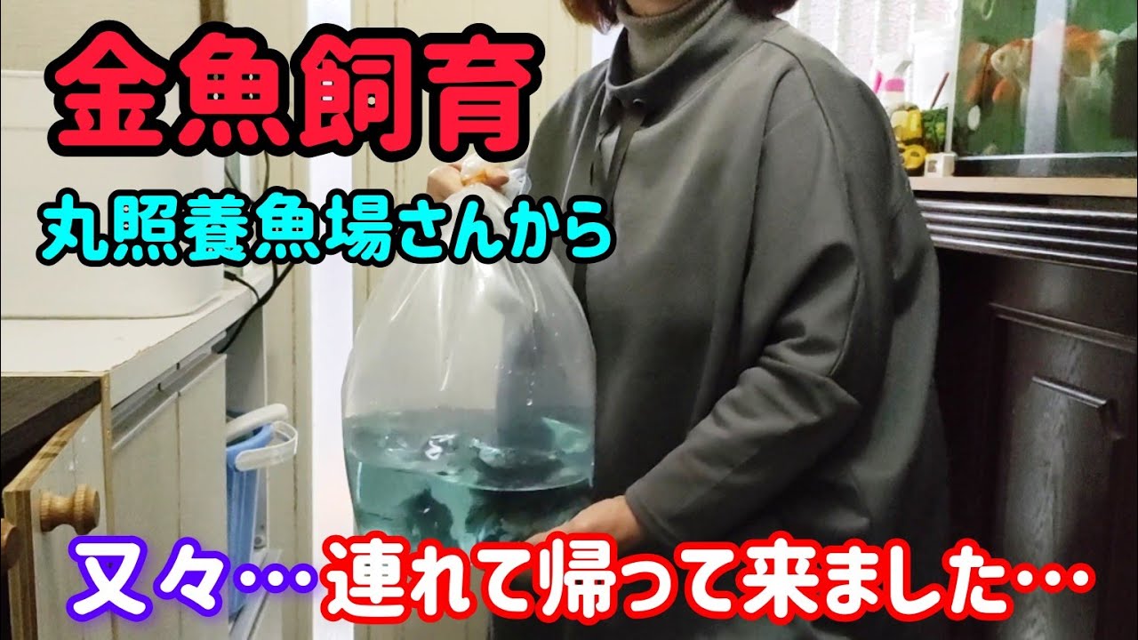 [金魚]　丸照養魚場さん　又出会いがあり…　トリートメントの様子…でも💦我が家の一員になれない子もいました💦　#goidfish