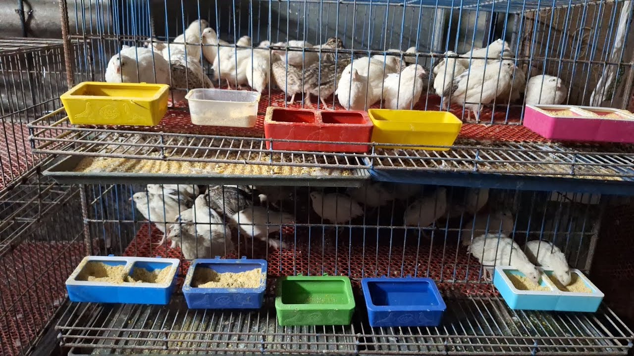 আজকের ভিডিওতে যা কিছু থাকছে। 🧚‍♀️🧚‍♀️🧚‍♀️