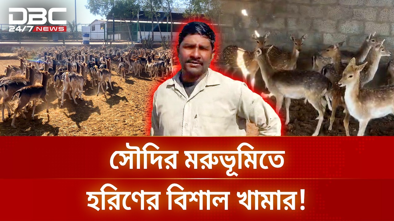 সৌদি আরবের মরুভূমিতে ১০ হাজার হরিণের বিশাল খামার, দায়িত্বে বাংলাদেশিরা | DBC NEWS Special