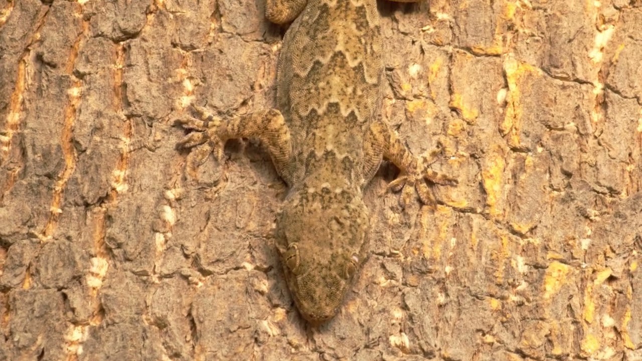 gecko camouflage shot on Samsung s22ultra using motioncam raw video and edited  using lumafusion
